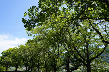 日本の山梨県の郊外の丘の初夏の風景