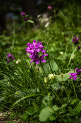 Betonica officinalis in the summer meadow. Medicinal plant.