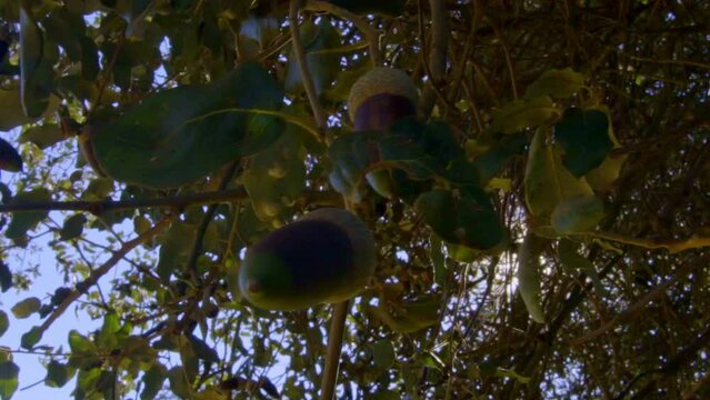 pull back revealing traveling on a stabilized gimbal moving showing the majesty and splendor of the cork trees Aracena field in Huelva with all kinds of trees, cork oaks, rosemary druing daytime