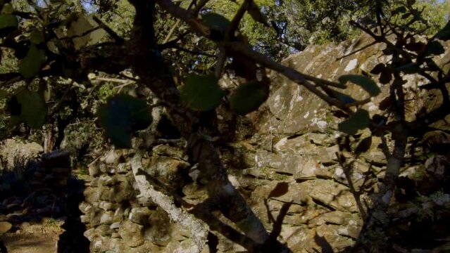 side revealing traveling on a stabilized gimbal moving showing the majesty and splendor of the trees Aracena field in Huelva with all kinds of trees, cork oaks, rosemary druing daytime