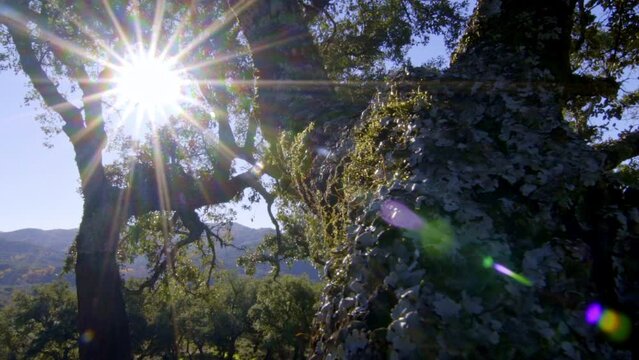 amazing pull back revealing traveling on a stabilized gimbal moving showing the majesty and splendor of the trees Aracena field in Huelva with all kinds of trees, cork oaks, rosemary druing daytime