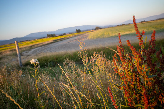 wildflowers grow near an idyllic plot of land in farming area of Skagit Valley, WA