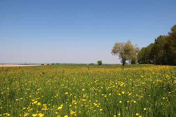 Green meadow with yellow flowers