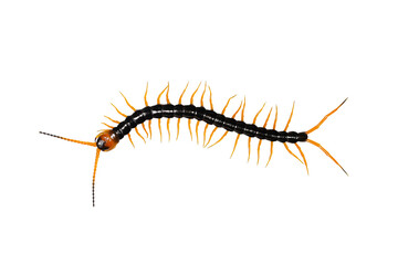 Centipede isolated with clipping paths.
