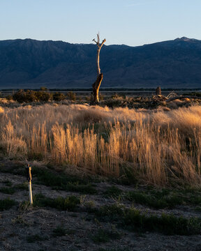 Golden light shines on lone tree trunk against hills in Owen's Valley near Owen River outside Bishop, CA