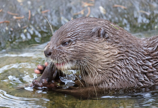 Otter eating fish in the water