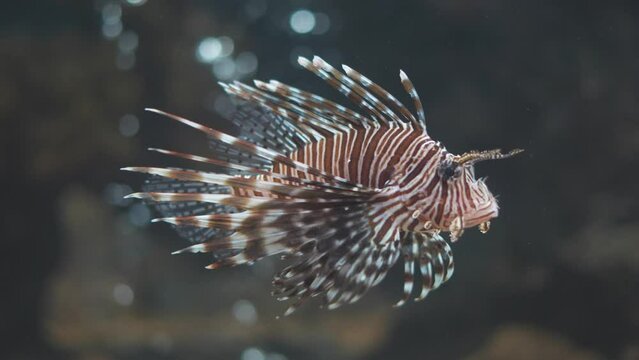 Footage lionfish swimming with grace