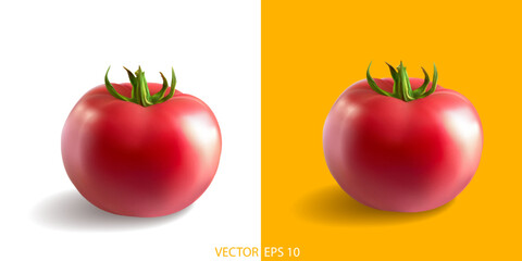 Tomato highly detailed vector illustration. Natural organic nutrition. Healthy eating illustration set. Tomato isolated.