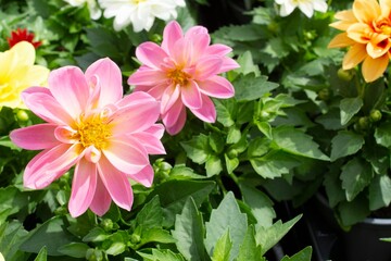 pink white flower shop