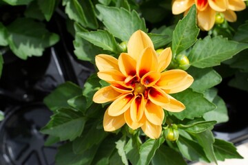 Beautiful orange dahlia flower