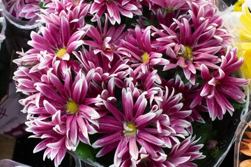chrysanthemum violet  flower
