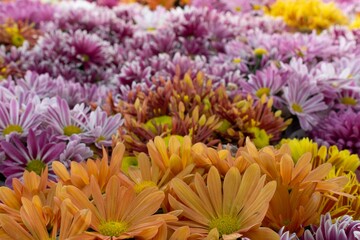 closeup of colorful flowers