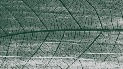 blend of leaf and wooden textures