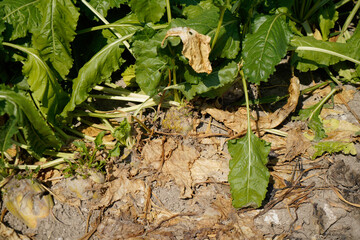 climate change lead to dryness and drought at high temperatures 