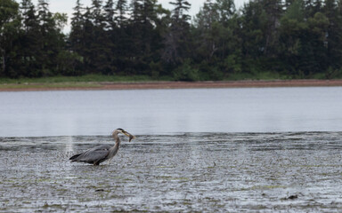 Great blue heron bird with fish in mouth