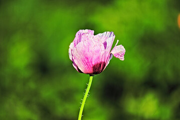 poppy flower close-up shot with bokeh effect and stylized as a photo taken by an old camera