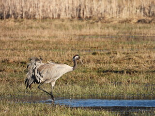 Common crane - Grus grus