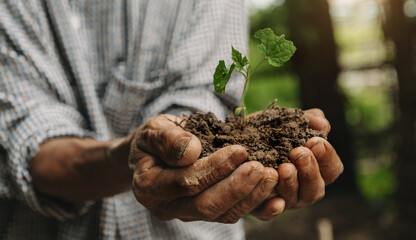 Man hands grabbing earth with a plant.The concept of farming and business growth..