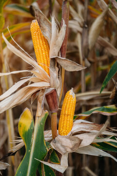 A selective focus picture of corn cob in organic corn field. corn waiting to be harvested.