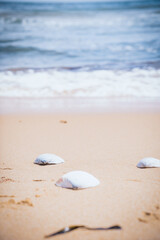 Fototapeta na wymiar Shells lying on the seashore.