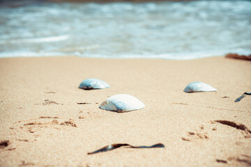 Shells lying on the seashore.