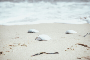 Shells lying on the seashore.