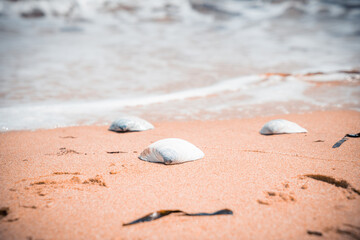 Shells lying on the seashore.