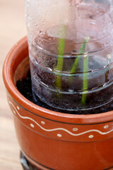 plant cuttings  of rose  rooted under plastic bottle in flower pot, greenhouse effect, propagation by cuttings, floriculture, vegetation