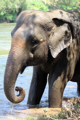 Indian elephant (Elephas maximus indicus) near Kanchanaburi, Thailand taking a bath in the river