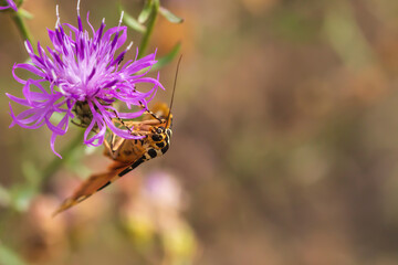 Ein Falter sucht sich Nahrung an einer pinken Blüte