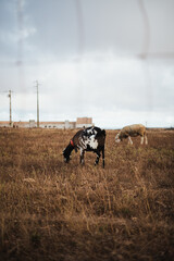 Fototapeta premium A goat grazing dry grass in the countryside of the south of Portugal. It is next to a sheep