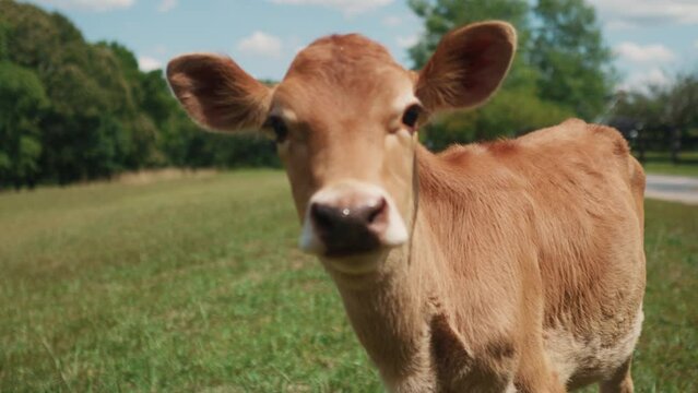 Cattle breeding farm close up of healthy cow looking straight in to camera 