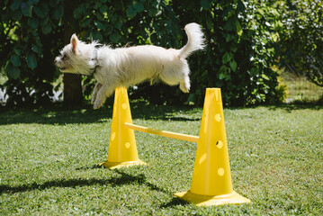 Hund springt über Hürde © Petra Fischer