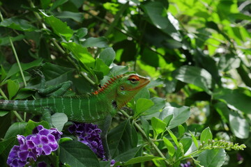 Side view of a male Common green forest lizard in breeding colors