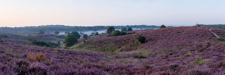 Posbank National park Veluwe, purple pink heather in bloom, blooming heater on the Veluwe by the...