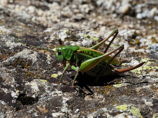 sauterelle sur un rocher avec du lichen