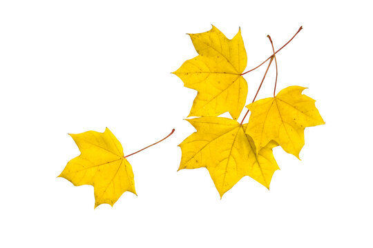 Isolated yellow autumn maple leaves on a white background. Clipart for design
