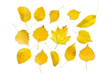 Isolated autumn leaves of maple, poplar, birch, pear, linden on white. A group of objects in minimalistic colors. Design element.