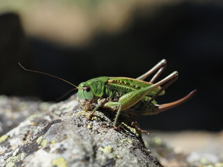 sauterelle en appui sur un rocher