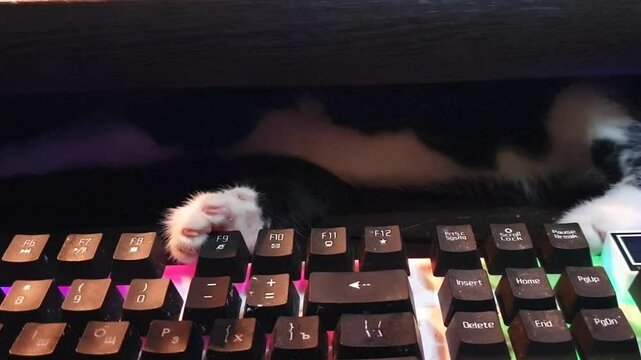 The kitten is mastering the computer