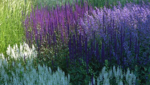 Groups of variety Salvia flowers (violet, light blue) and white spike speedwell flowers on ornamental flowerbed.