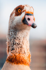 Fototapeta premium portrait of a goose