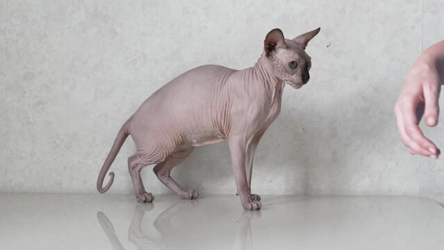 female hand strokes cat breed Canadian Sphynx. care and grooming of bald cats. hypoallergenic pets.