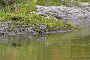 可愛らしい小さな小鳥のイソシギ