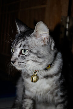 a cat with a cool face with a necklace around his neck