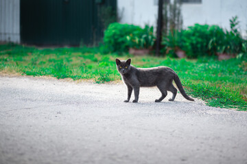 A gray black cat crossing a dirt rural road looking at the camera. Blurry grass background. Low angle shot
