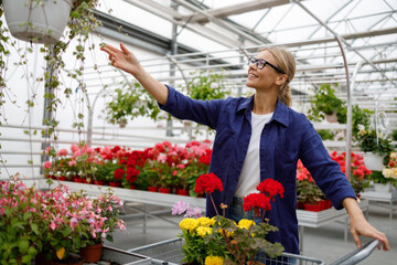 Cheerful adult woman with shopping cart in blue shirt and eyeglasses choosing flower in greenhouse