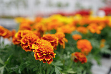 Marigold flowers in a nursery close-up