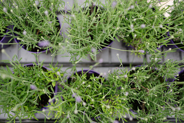 Top view of lavender seedlings in pots on a greenhouse shelf