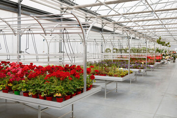 Shelves with flowers in a greenhouse. Floriculture business